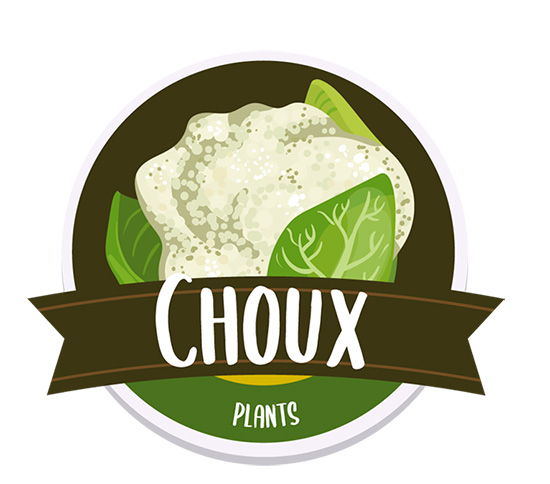 Plants de choux Barthe Maraicher ALBI