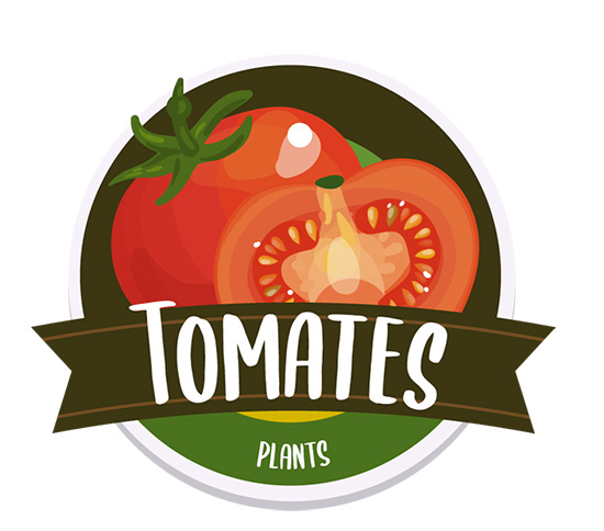 Plants de tomates Barthe Maraicher ALBI