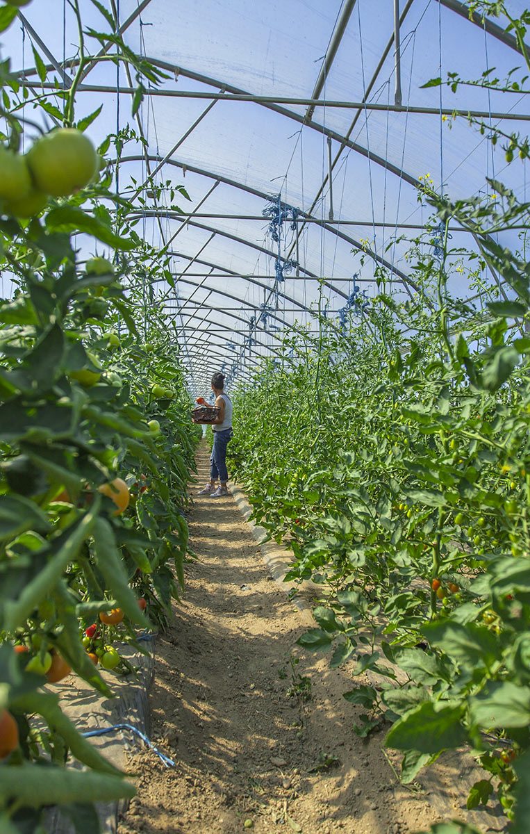 Recolte de tomates à Albi Barthe maraichage
